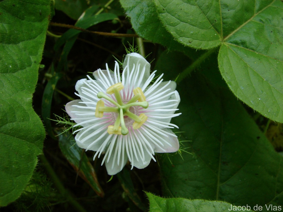 Passiflora foetida L.